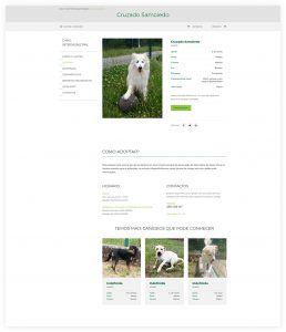 Cão para adopção na AMTSM