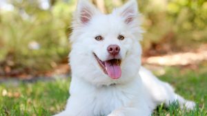 Canil Intermunicipal Oliveira de Azeméis